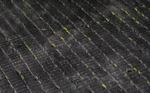PERU NATURF X1 - Image 5