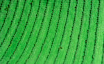 INKA GRASS - Image 5