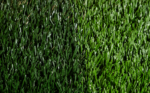 EURO STEM BT 50 - Image 4