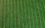 EURO STEM BT 50 - Image 5