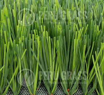 bio grass