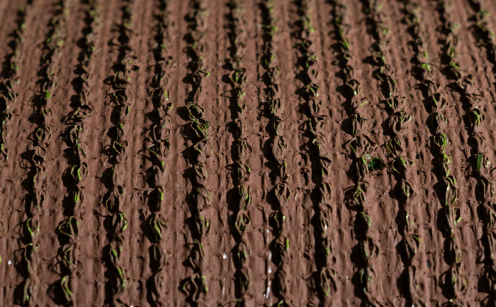 ECO TERRA 15 - Image 2
