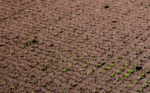 ECO TERRA 20 - Image 2