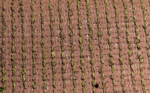 ECO TERRA 40 - Image 2