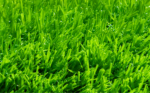 ECO GRASS HD 30