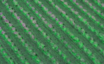 ECO GRASS HD 20 MORADO - Image 2