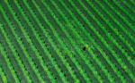 ECO GRASS HD 20 AMARILLO - Image 2