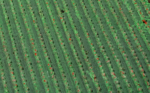 ECO GRASS HD 20 ROJO - Image 2